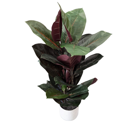 Artificial Burgundy Rubber Plant 70cm