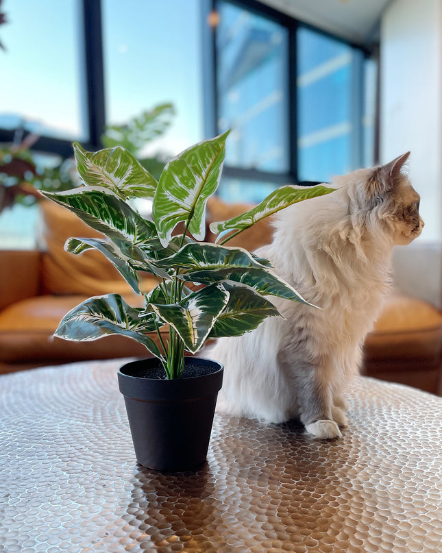 Artificial Arrowhead Vine with cat