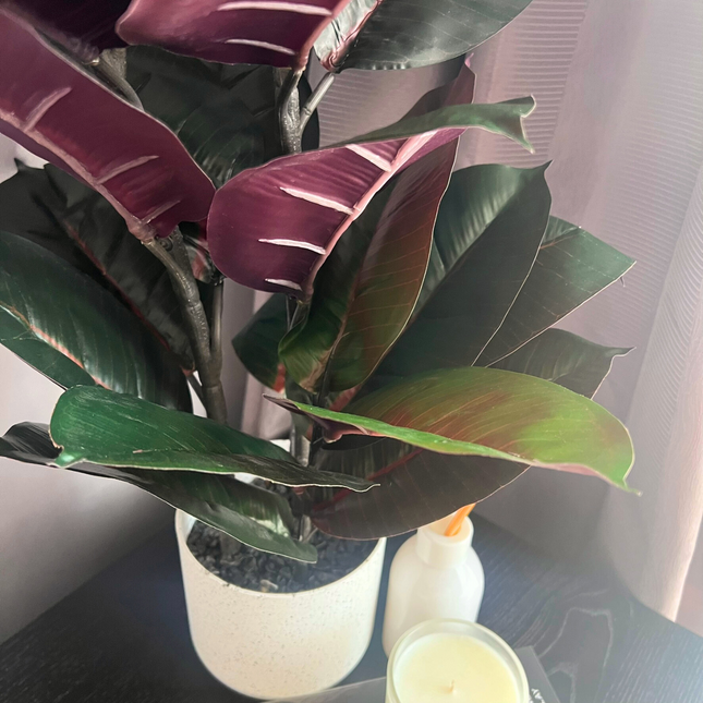 Close-up of leaves on an artificial Burgundy Rubber Plant on a table surrounded by decorative accents