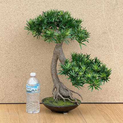 Artificial Plant Buddhist Pine Bonsai - Slanting Exposed Root Fusion (Shakan-Neagari)