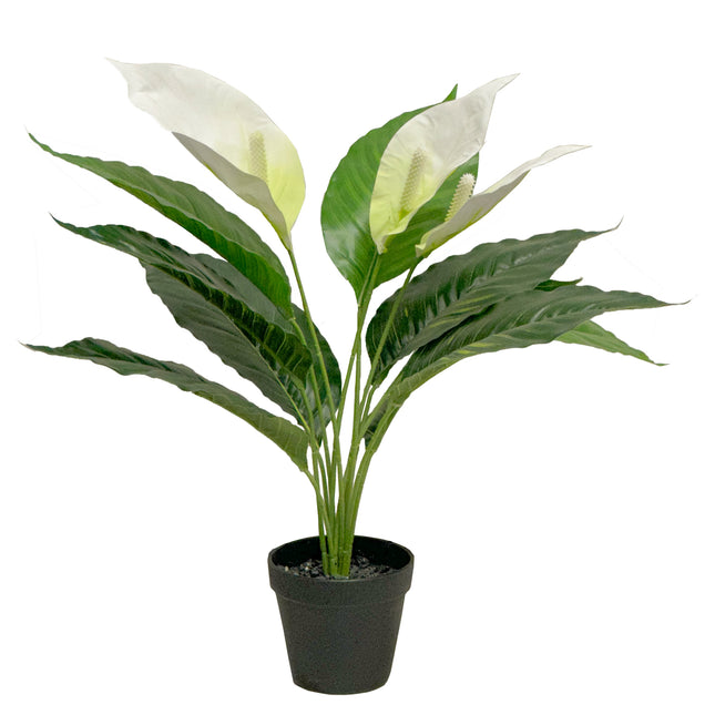 Artificial white Anthurium Plant in black colour pot