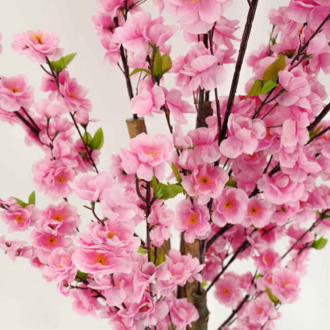 Cherry Blossom (Sakura) Tree with pink blossoms - 180cm