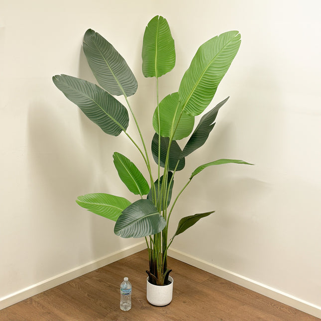 200cm Artificial Giant Bird of Paradise Plant in white colour pot