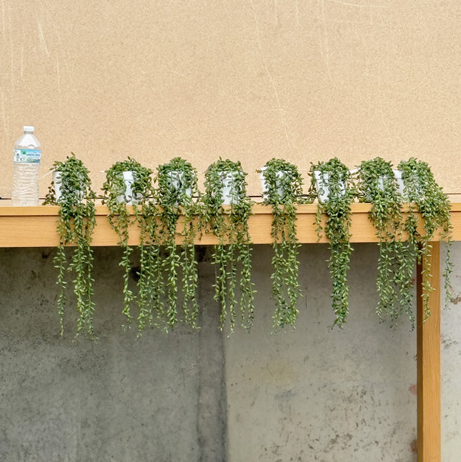 8 pots of Artificial String of Pearls Trailing Plants