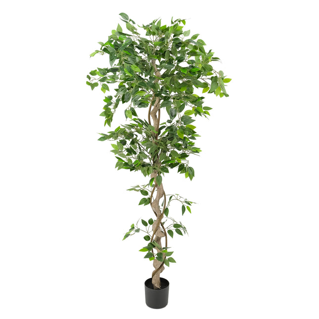 Artificial Ficus Tree with Twisted Trunk