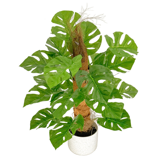 Artificial Monstera with coconut fibre trunk Plant 60cm