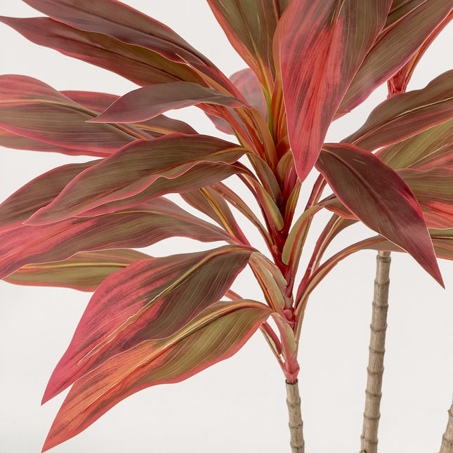 Dracaena Plant Burgundy Leaves 120cm