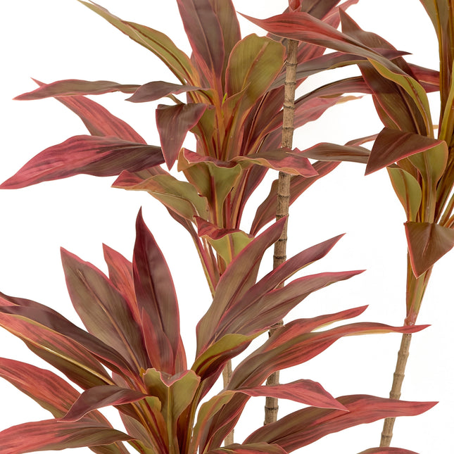 Dracaena Plant with red leaves 150cm