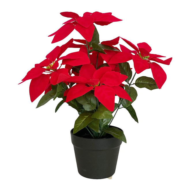 Poinsettia Christmas Plant