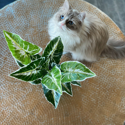 Toxic plants to cat