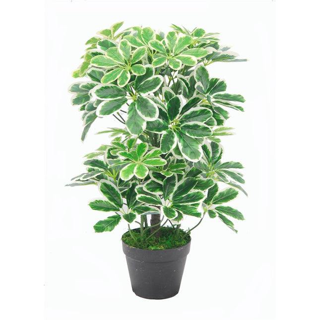 Artificial Umbrella Plant Variegated 60cm