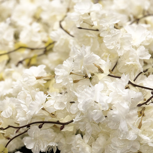 Cherry Blossom (Sakura) Tree - White waterfall 3.1m